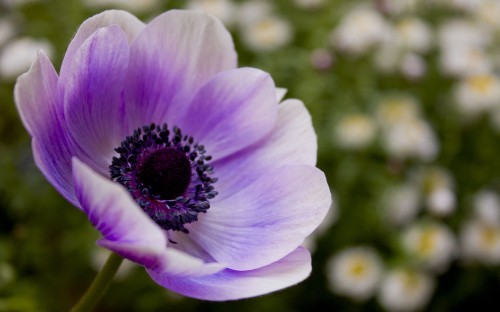 Image purple flower in tilt shift lens