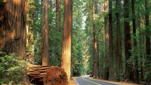 Image brown wooden log on gray asphalt road