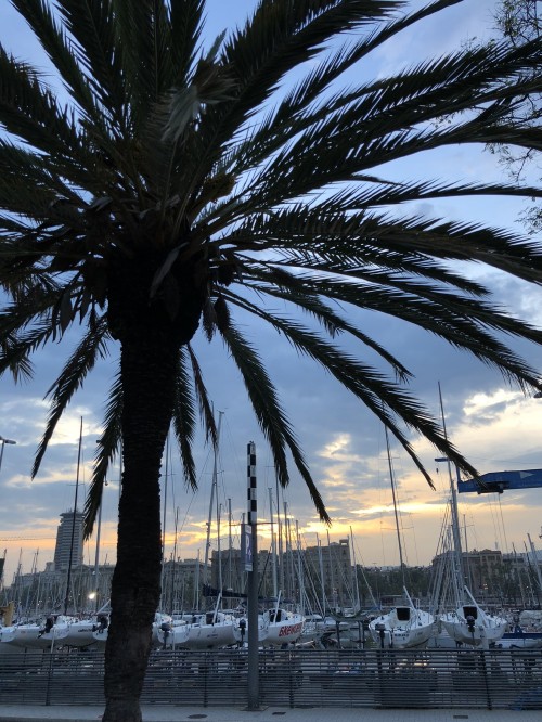 Image palm trees, water, Date palm, biology, woody plant