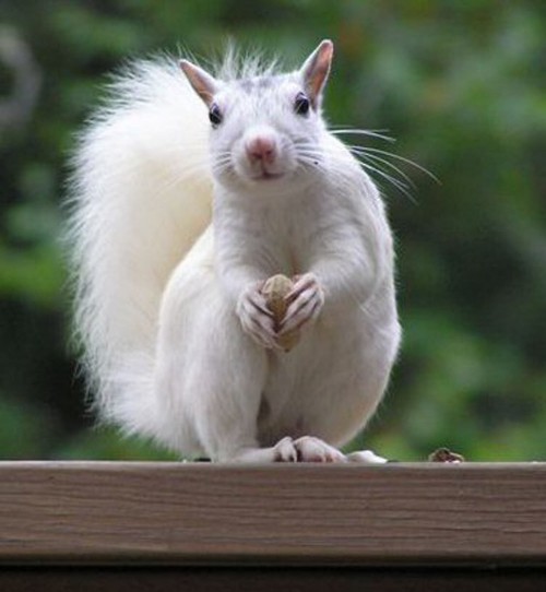 Image white and brown squirrel on brown wooden fence during daytime