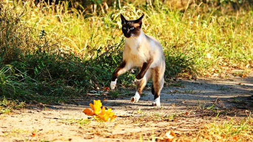 Image white and black cat on brown dried leaves during daytime