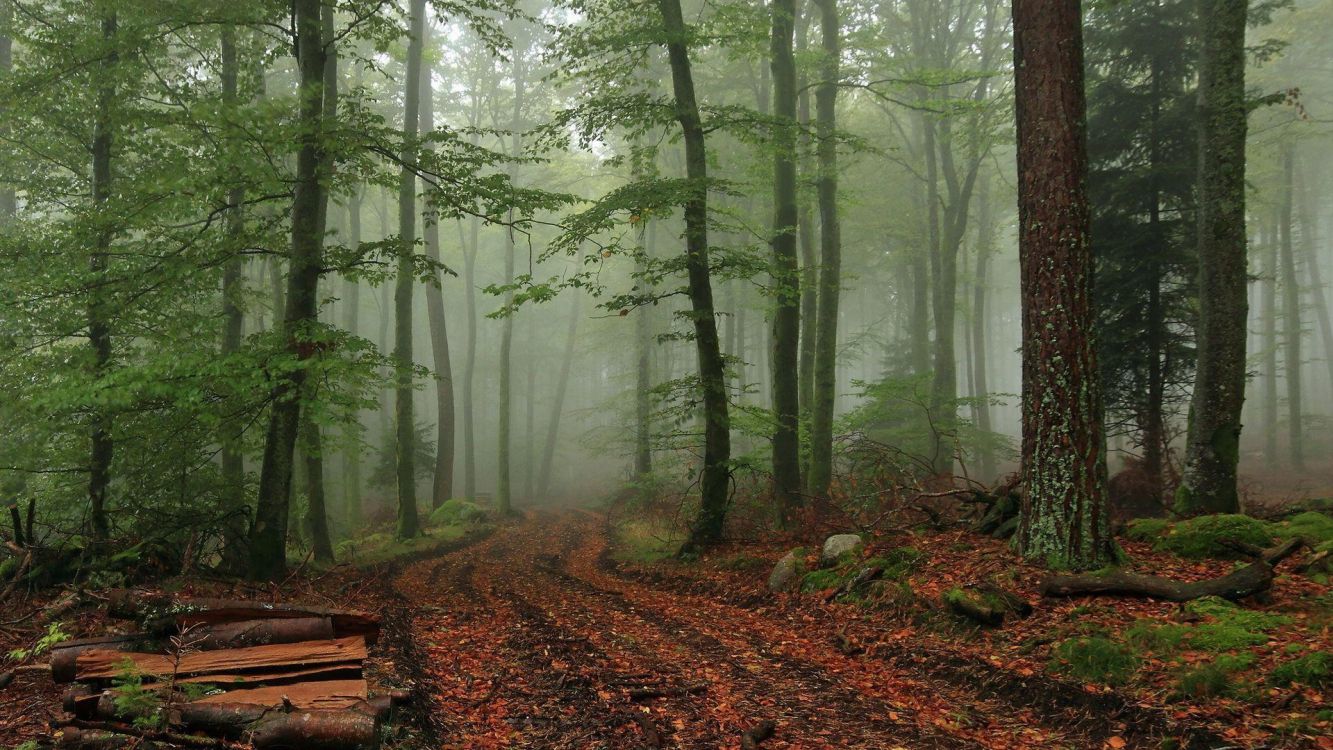 Banc en Bois Marron en Forêt Pendant la Journée. Wallpaper in 3840x2160 Resolution