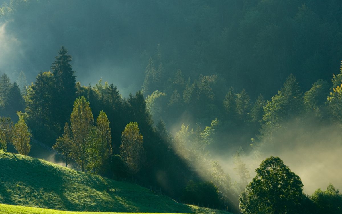 green trees on green grass field under gray sky