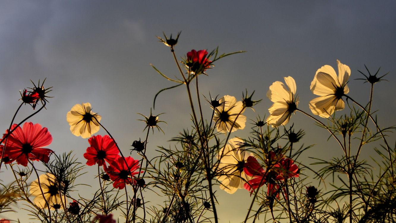 Rote Und Gelbe Blumen Unter Blauem Himmel. Wallpaper in 2560x1440 Resolution