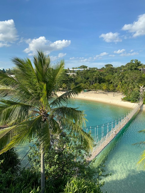 Image nature, palm trees, science, body of water, vegetation