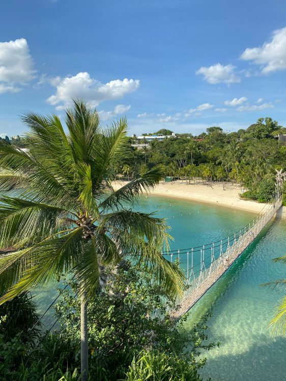 nature, palm trees, science, body of water, vegetation