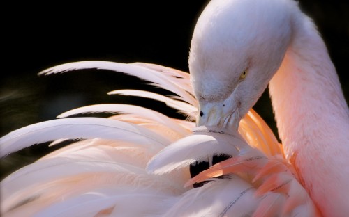 Image white swan in close up photography