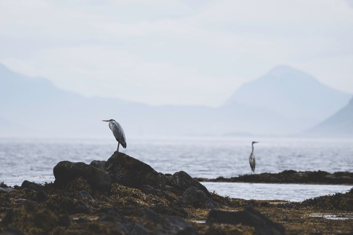 Oiseau Blanc Sur le Rivage Rocheux Pendant la Journée. Wallpaper in 4952x3304 Resolution