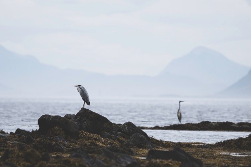 Image white bird on rocky shore during daytime