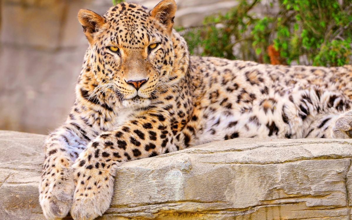 leopard lying on gray rock during daytime