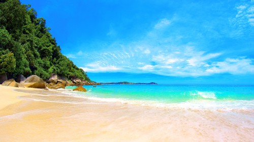 Image green trees on brown sand beach during daytime