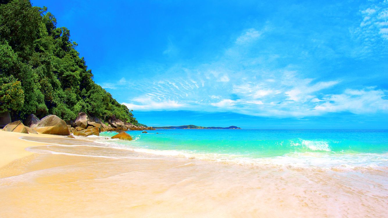 green trees on brown sand beach during daytime