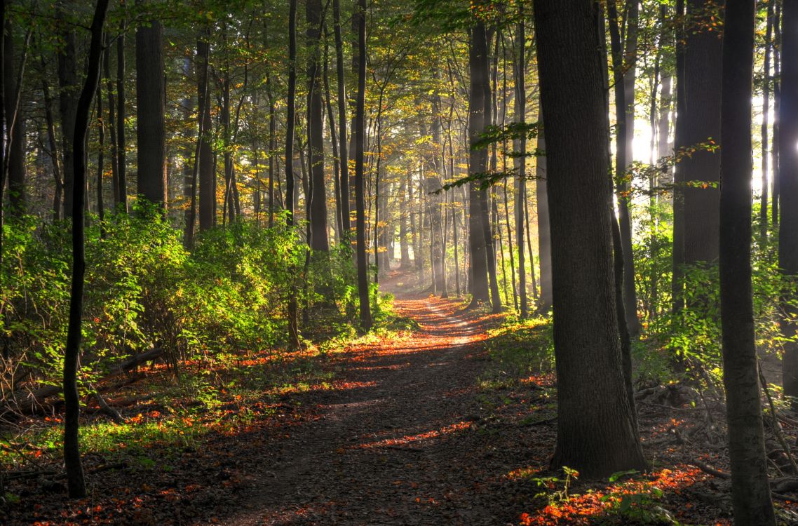 森林, 性质, 林地, 温带针叶林, 踪迹 壁纸 2580x1700 允许