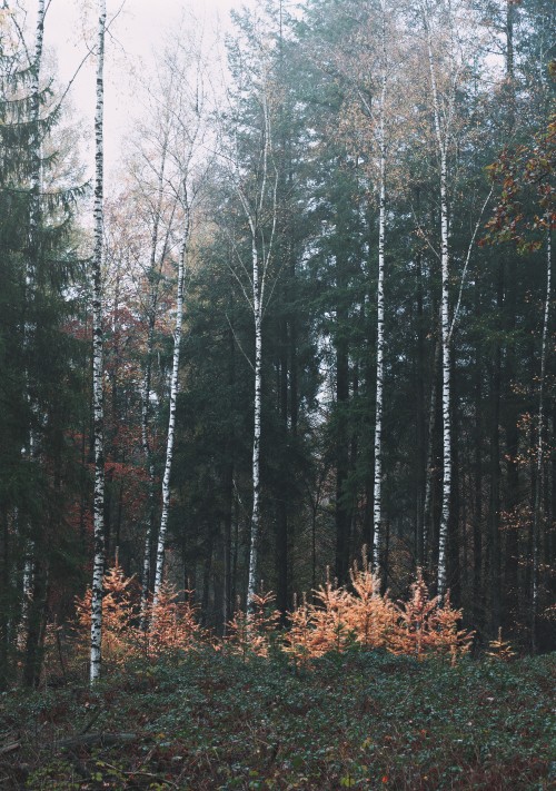 Image birch, forest, biome, Forestry, temperate coniferous forest