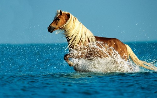 Image brown horse in water during daytime