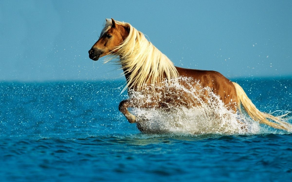 brown horse in water during daytime