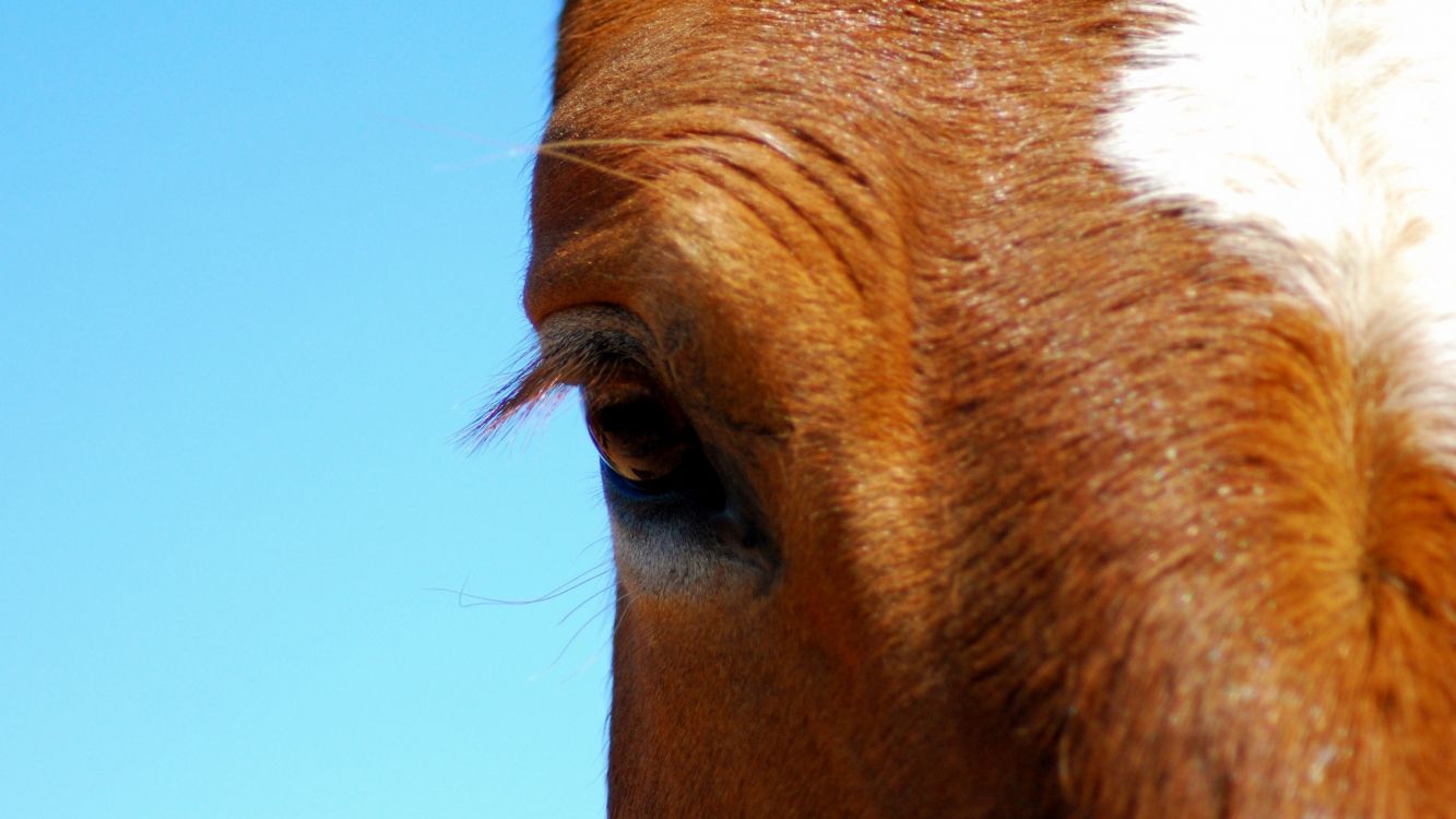 brown horse eye in close up photography