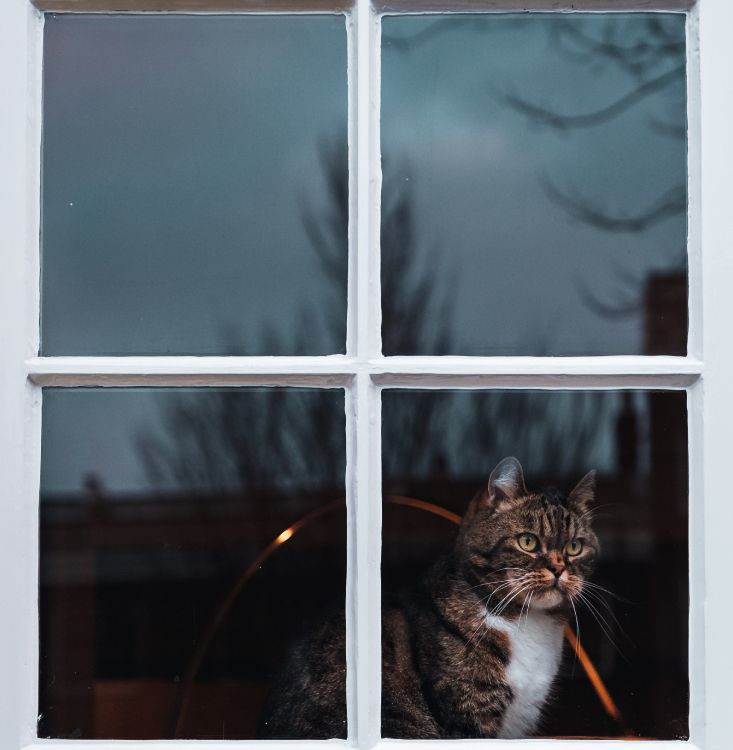 Brown Tabby Cat on Window. Wallpaper in 3060x3129 Resolution