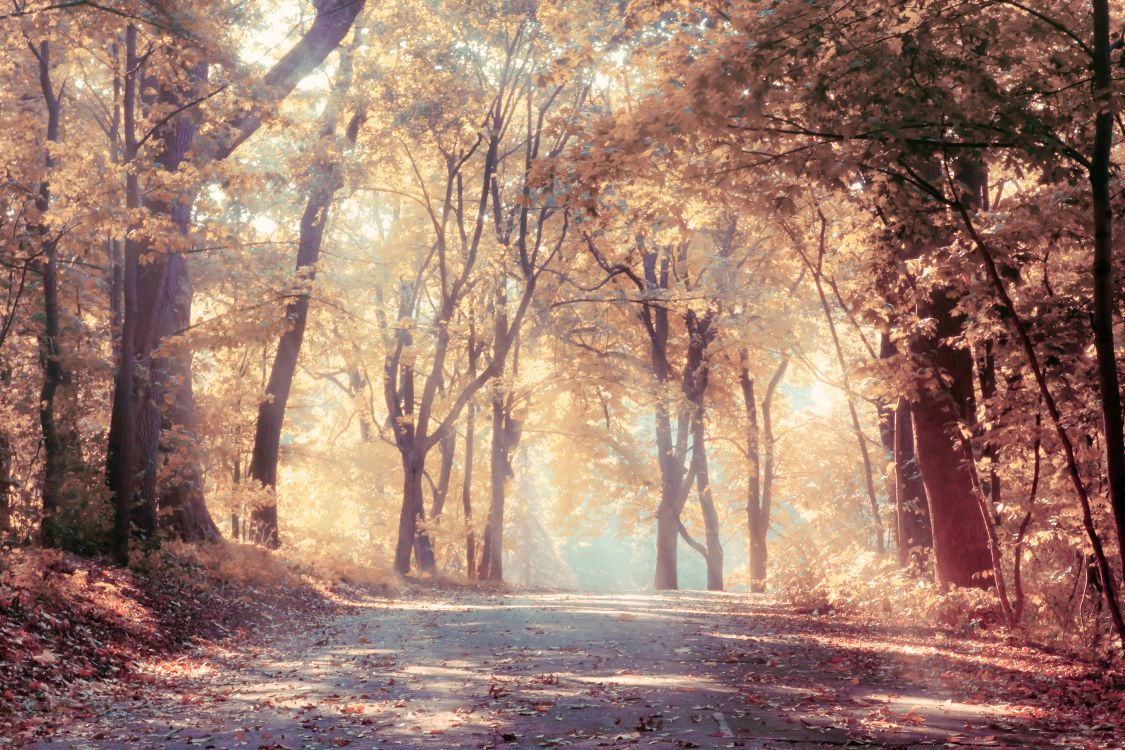 brown trees on brown field during daytime