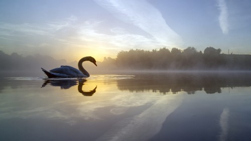 Image swan on water during daytime