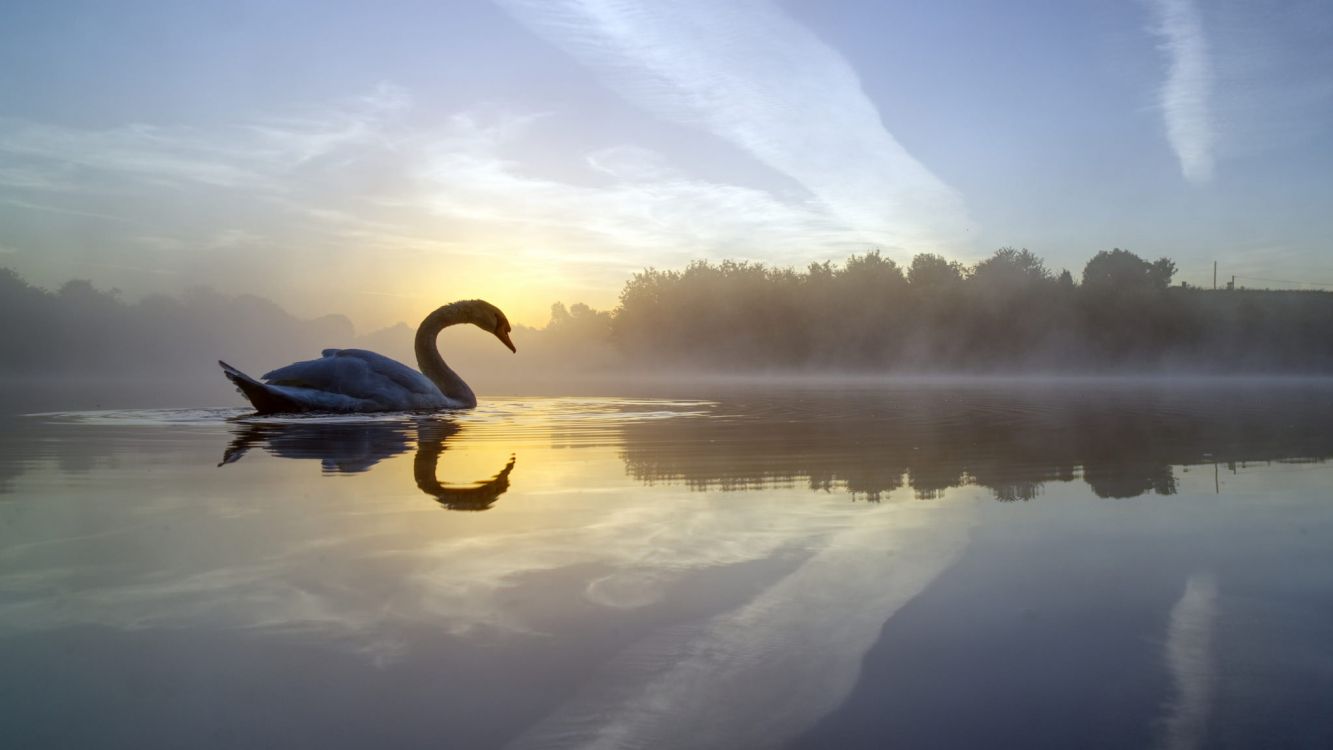 swan on water during daytime