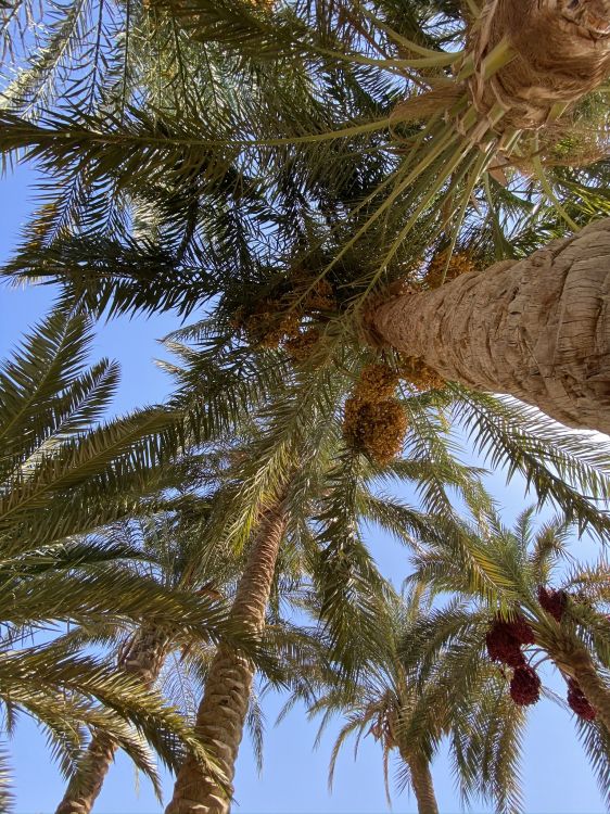 vegetation, coconut, branch, woody plant, terrestrial plant