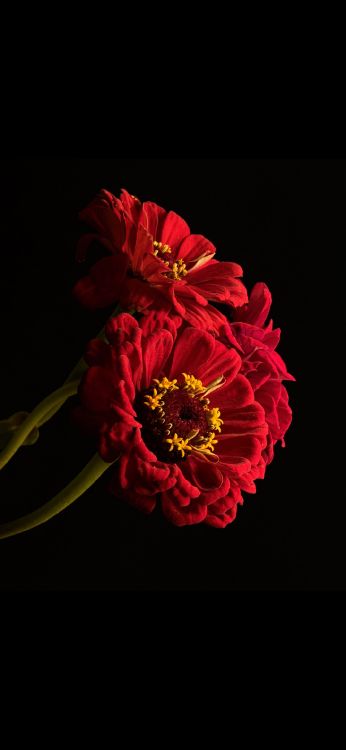 Flore, Pétale, Fleurs Artificielles, L'arrangement Des Fleurs, Bouquet. Wallpaper in 1080x2340 Resolution