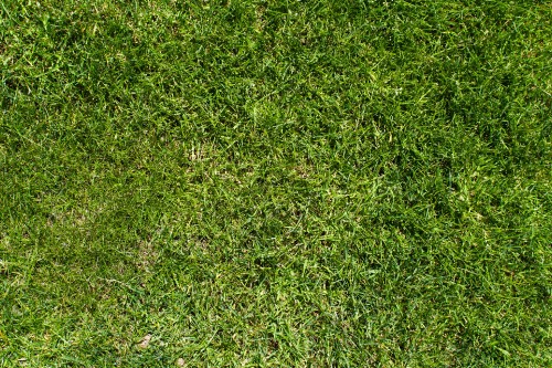 Image green grass field during daytime