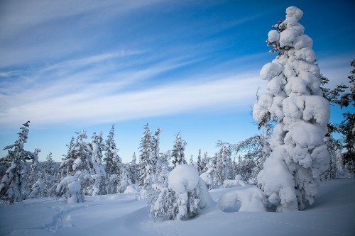 Image snow covered trees under blue sky during daytime