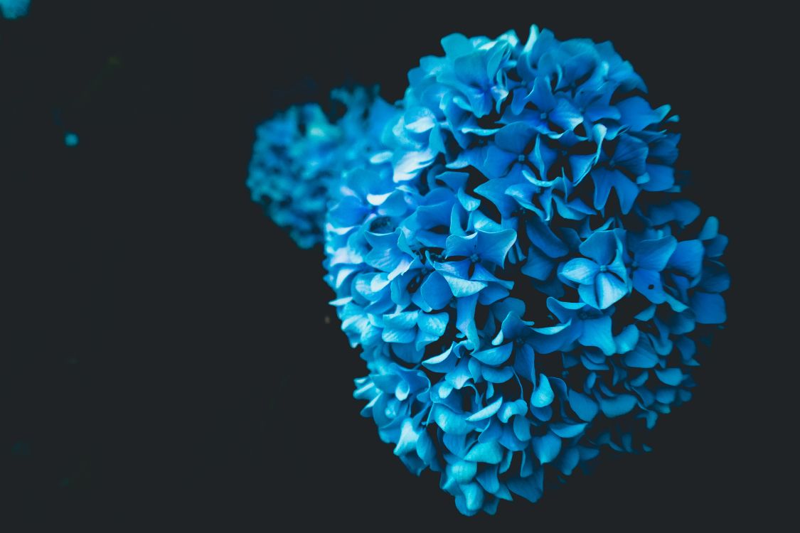 Fleur Bleue Sur Fond Noir. Wallpaper in 5184x3456 Resolution