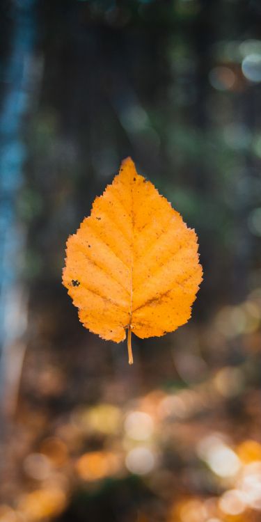 Blatt, Herbst, Herbst-Blatt, Farbe, Maple Leaf, Brown. Wallpaper in 1600x3200 Resolution