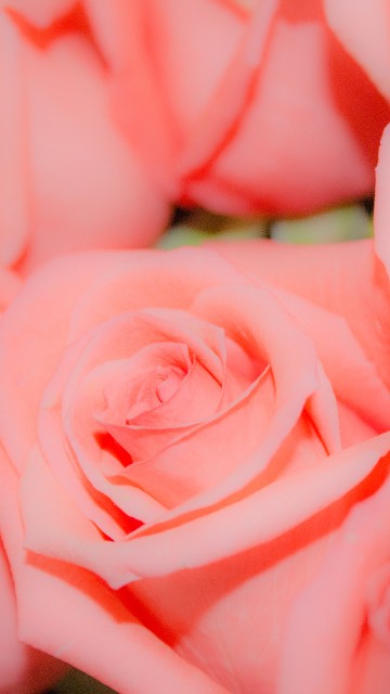 Image pink rose in close up photography