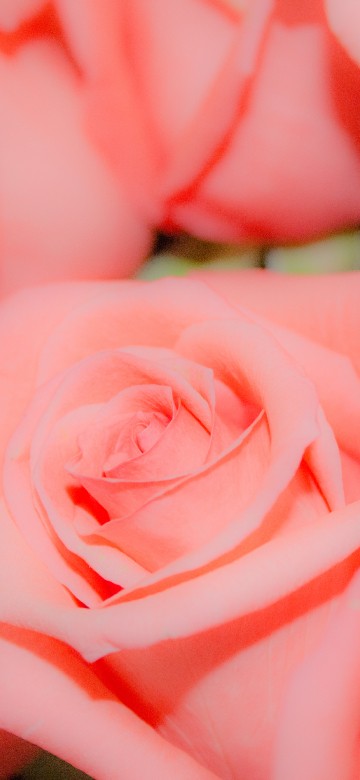 Image pink rose in close up photography