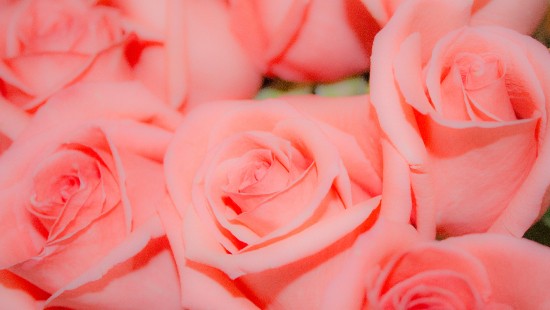 Image pink rose in close up photography