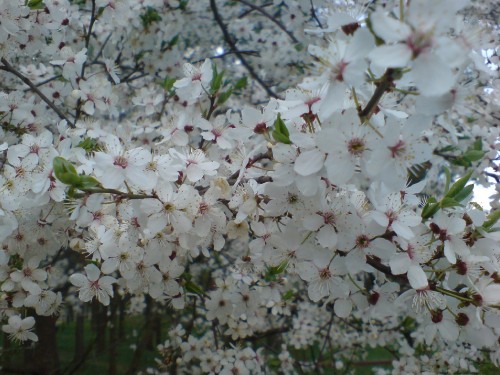 Image white cherry blossom in bloom during daytime