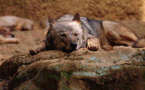 Image brown and black short coated dog lying on brown rock