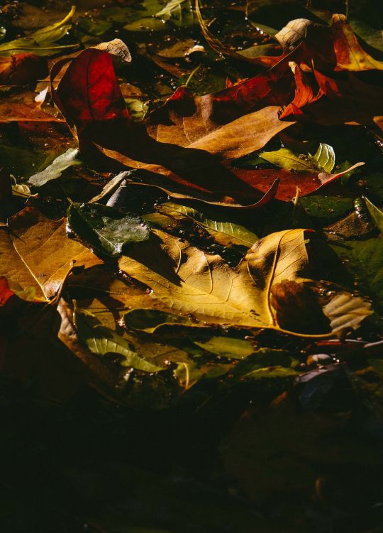 Reflection, Milan, Leaf, Red, Painting. Wallpaper in 2880x3999 Resolution