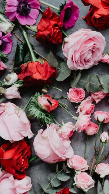 Image red roses on gray concrete floor