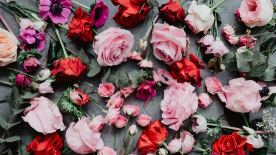 Image red roses on gray concrete floor