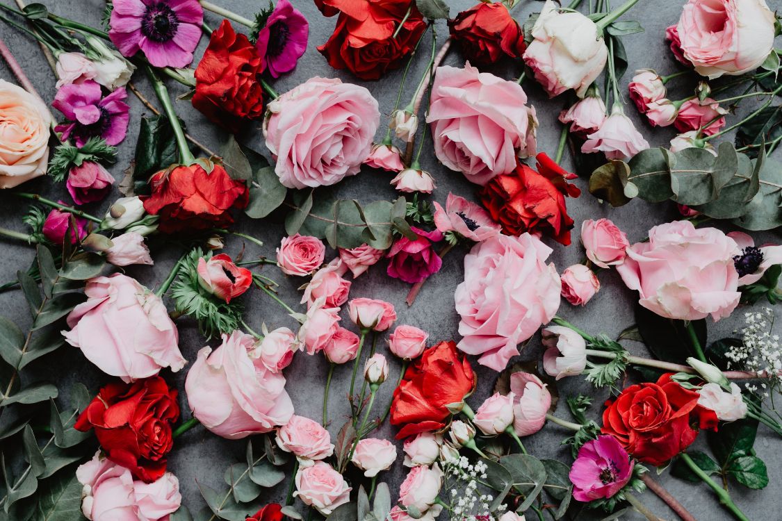 粉红色的花朵, 粉红色, 显花植物, 玫瑰花园, 红色的 壁纸 5472x3648 允许