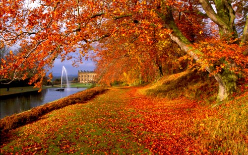 Image red and brown trees near body of water during daytime