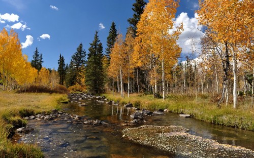 Image green trees beside river under blue sky during daytime