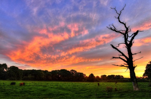 Image green grass field under cloudy sky during sunset