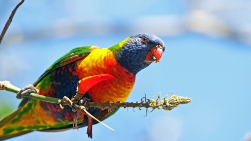 Image blue red and green bird perched on brown plant during daytime