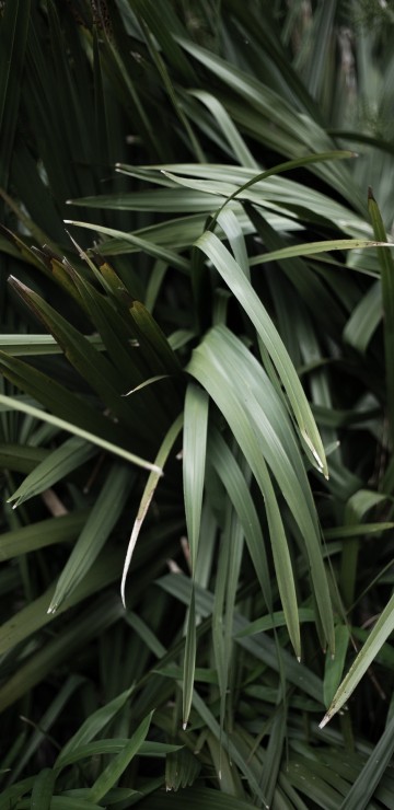 Image grass family, herbaceous plant, plant stem, leaf, grasses