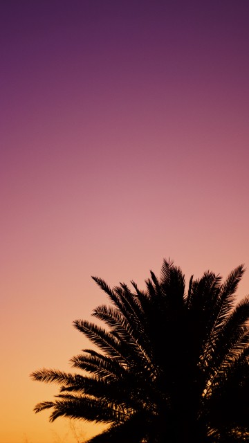 Image tree, palm tree, cloud, afterglow, purple