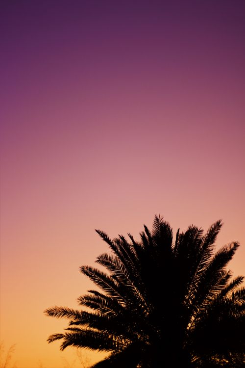 tree, palm tree, cloud, afterglow, purple