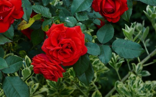 Image red rose in bloom during daytime