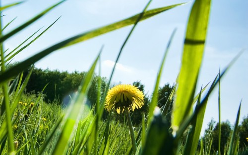 Image yellow dandelion in bloom during daytime