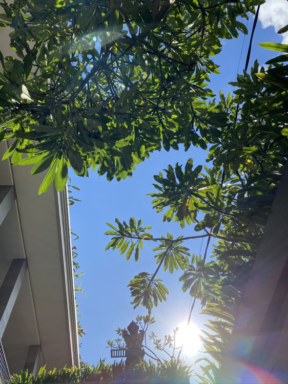 Palmera, Azul Majorelle, Planta, Biología, la Luz Del Sol. Wallpaper in 1536x2048 Resolution